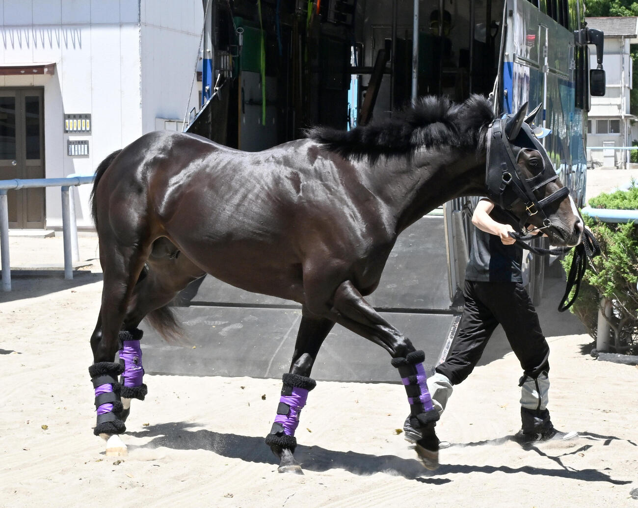 東京競馬場に到着したエムズビギン（撮影・千葉一成）