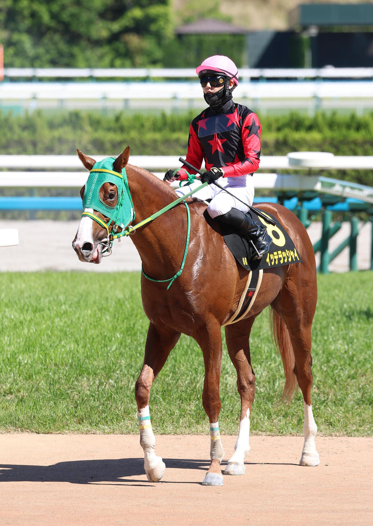 鳳雛Sを制したイッテラッシャイ（撮影・白石智彦）
