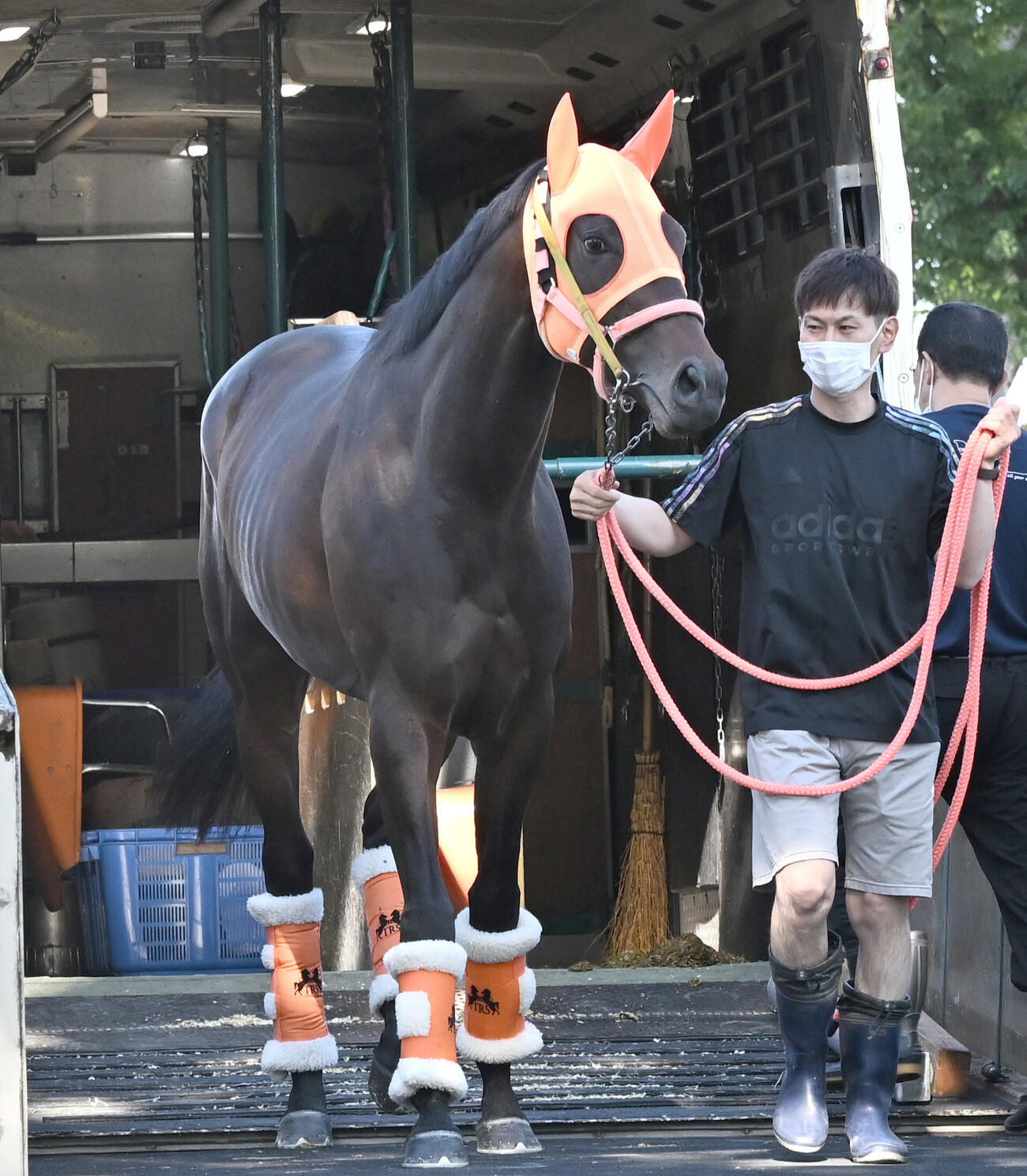 東京競馬場に到着したコンジェスタス（撮影・千葉一成）