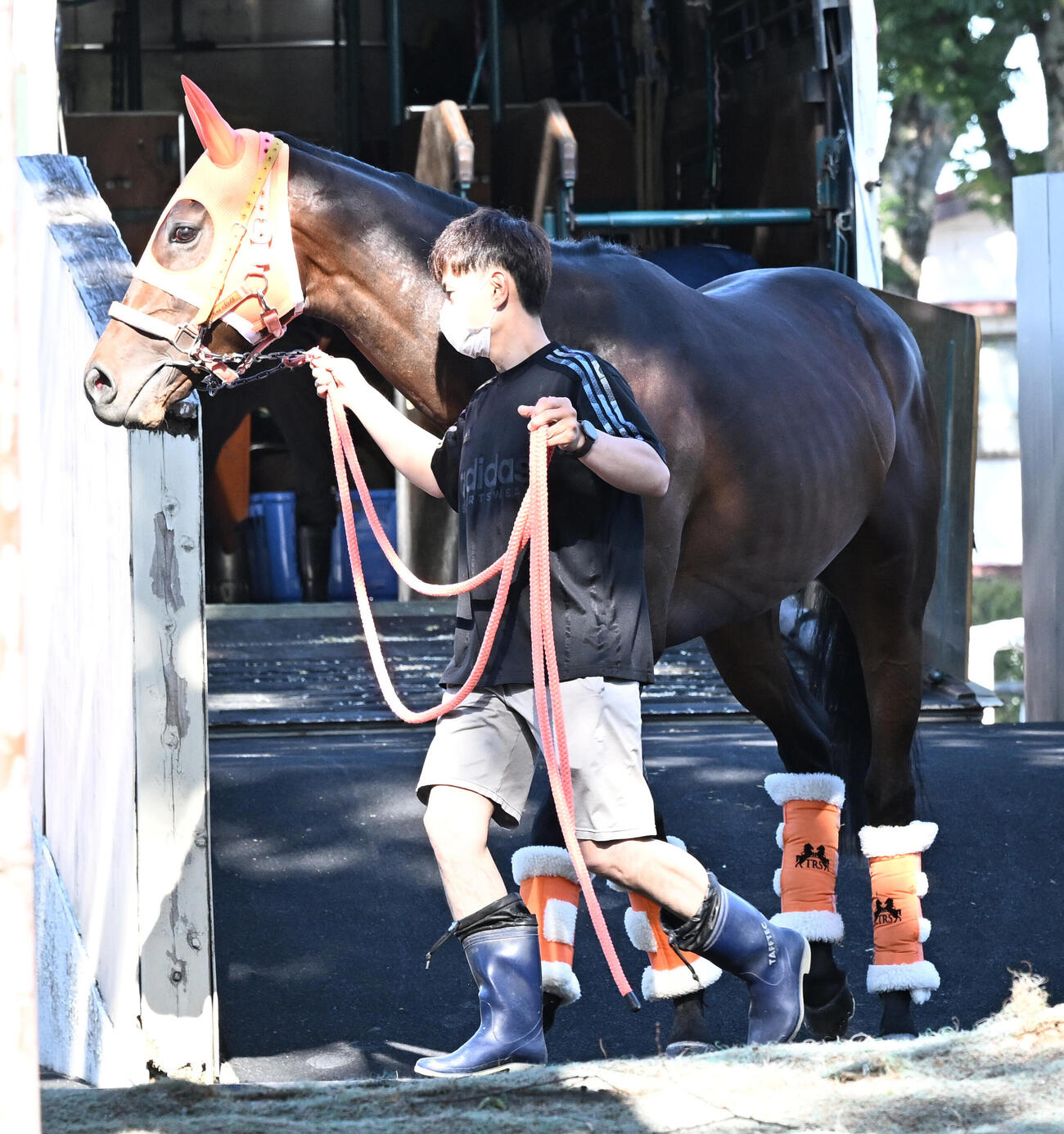 東京競馬場入りしたコンジェスタス（撮影・千葉一成）