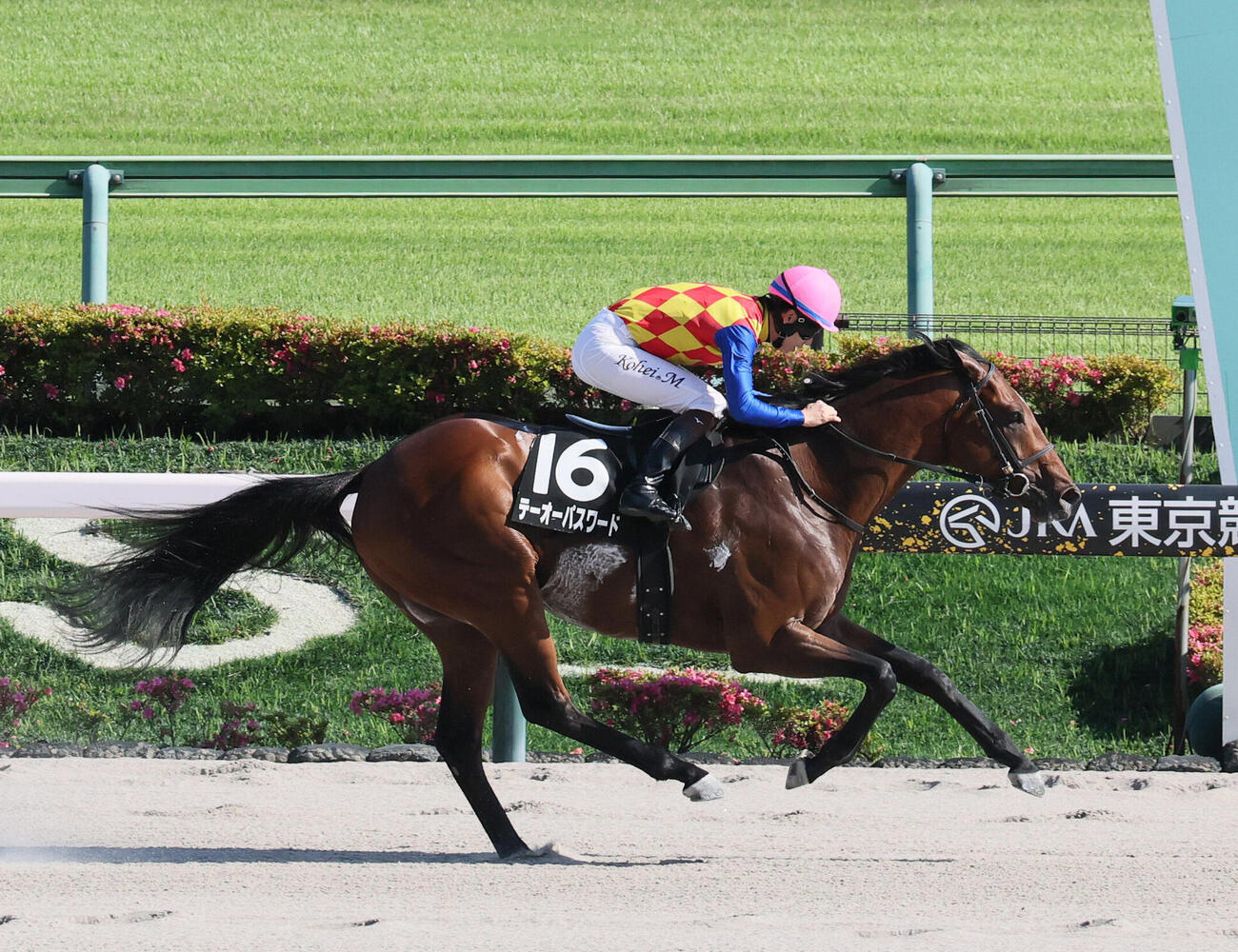 アハルテケSを制したテーオーパスワードと松山弘平騎手（撮影・丹羽敏通）