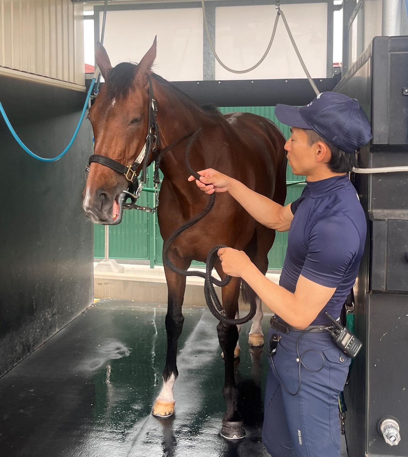 安田記念に出走するステレンボッシュは馬房内でリラックス