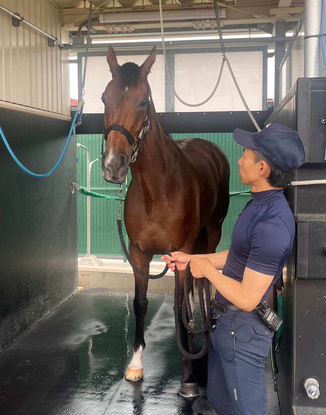 安田記念に出走するステレンボッシュは馬房内でリラックス