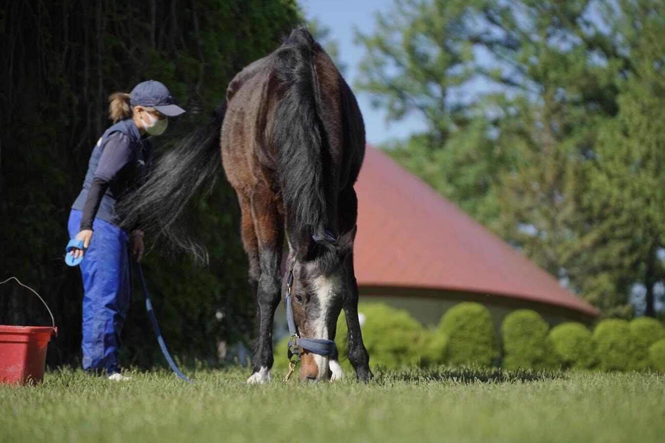 シンザンに並ぶ生誕35歳102日目を迎えたウインドインハーヘア（ノーザンホースパーク提供）