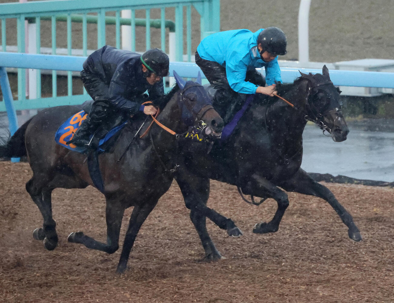 シックスペンス（奥）は美浦ウッドでキングノジョーと併せて追い切られた（撮影・丹羽敏通）