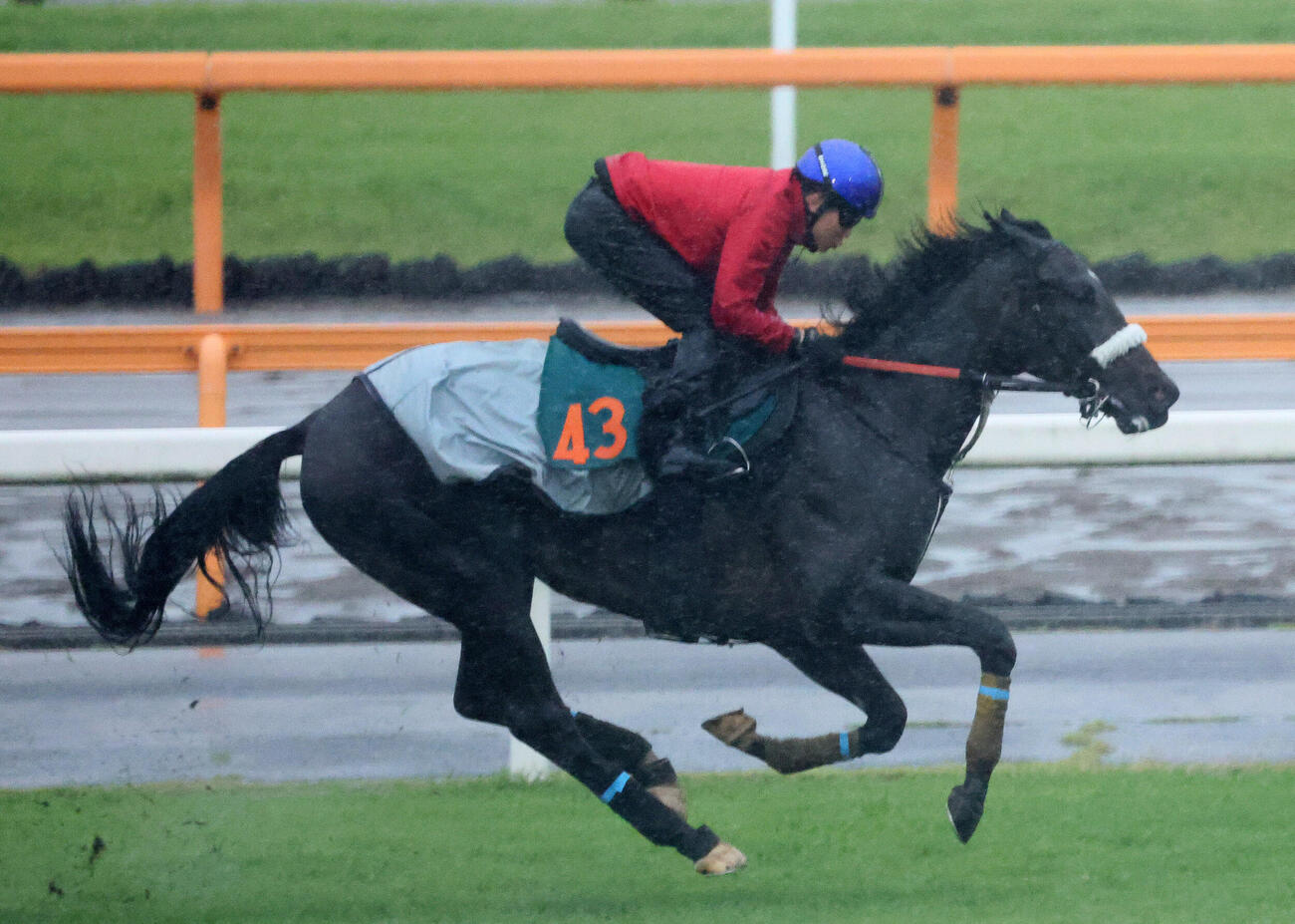 ジョドレルバンクは三浦皇成騎手を背にデビュー戦に向けて芝コースで追い切られた（撮影・丹羽敏通）