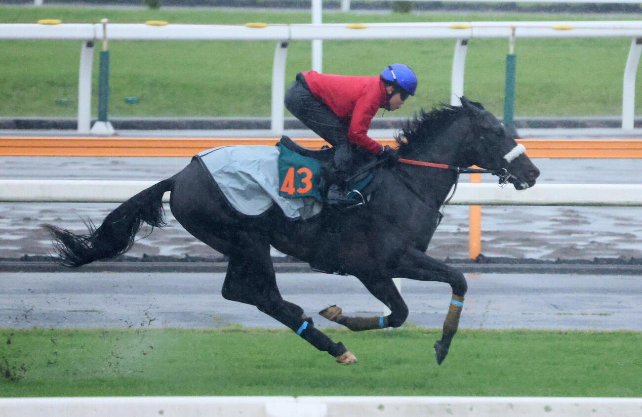 ジョドレルバンクは三浦皇成騎手を背にデビュー戦に向けて芝コースで追い切られた（撮影・丹羽敏通）