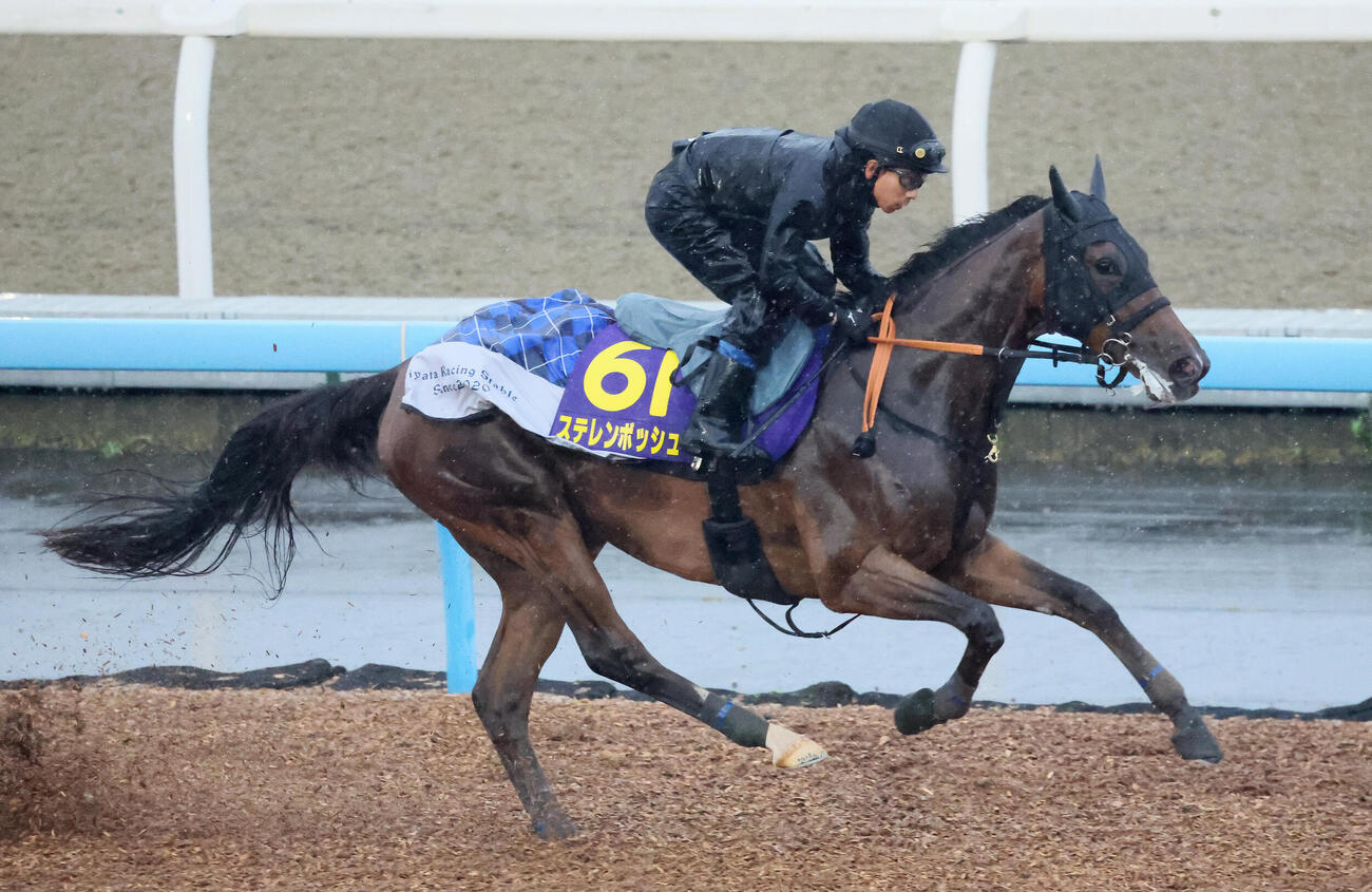 ステレンボッシュは美浦ウッドを単走で追い切られた（撮影・丹羽敏通）