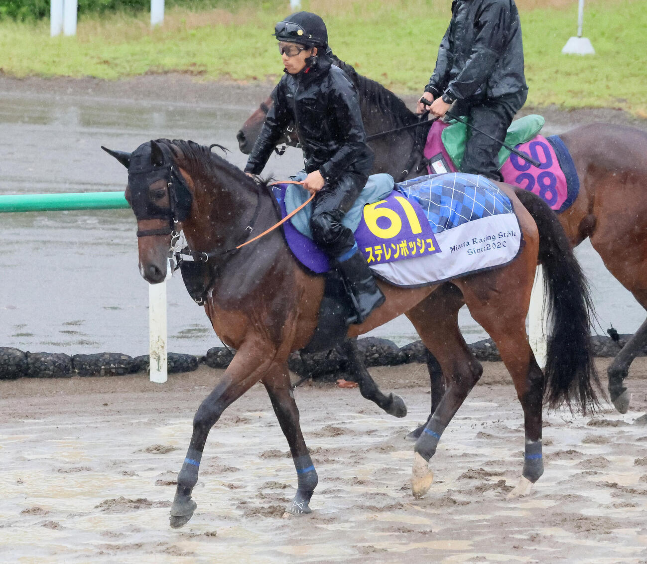 角馬場で運動して馬場の開門を待つステレンボッシュ（撮影・丹羽敏通）