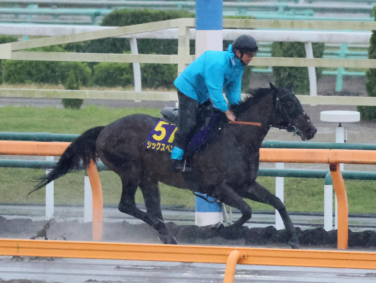 ダートコースで運動するシックスペンス（撮影・丹羽敏通）