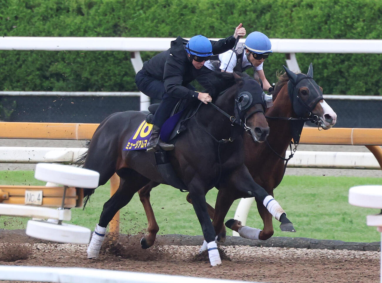 ダミアン・レーン騎手を背にCウッドを併せ馬で追い切るミュージアムマイル（左）（撮影・白石智彦）