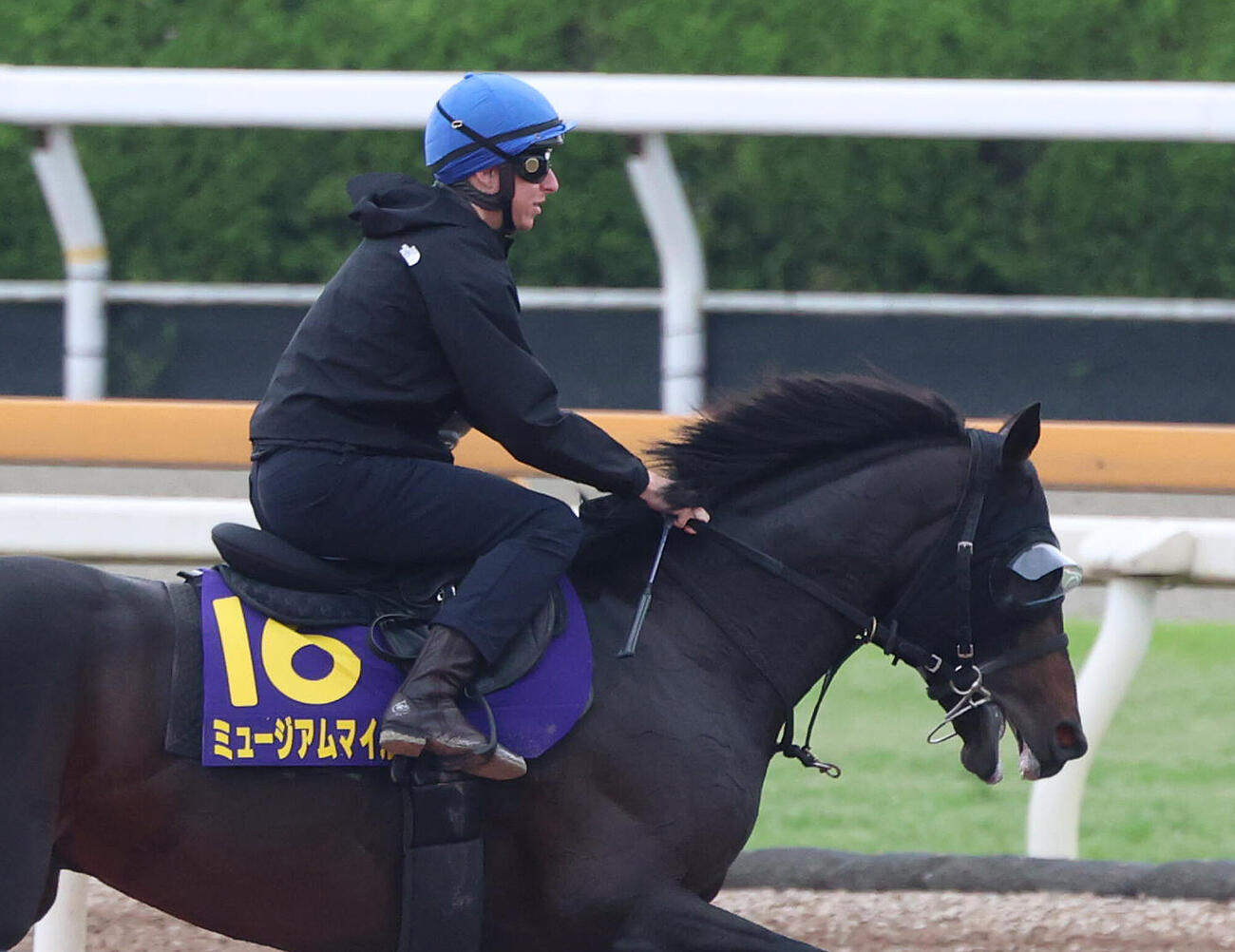 ダミアン・レーン騎手を背に馬場入りするミュージアムマイル（撮影・白石智彦）