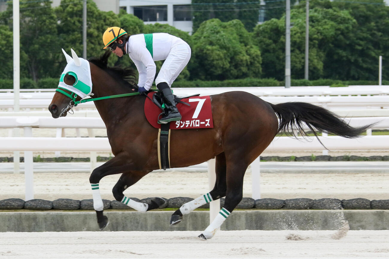 六甲盃を制したダンテバローズ（提供：兵庫県競馬組合）