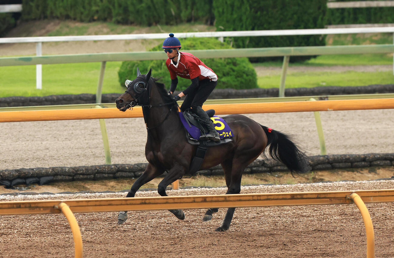 松本大輝騎手を背に、CWコースに馬場入りするミステリーウェイ