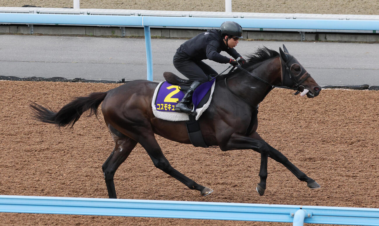 コスモキュランダは美浦ウッドで追い切られた（撮影・丹羽敏通）