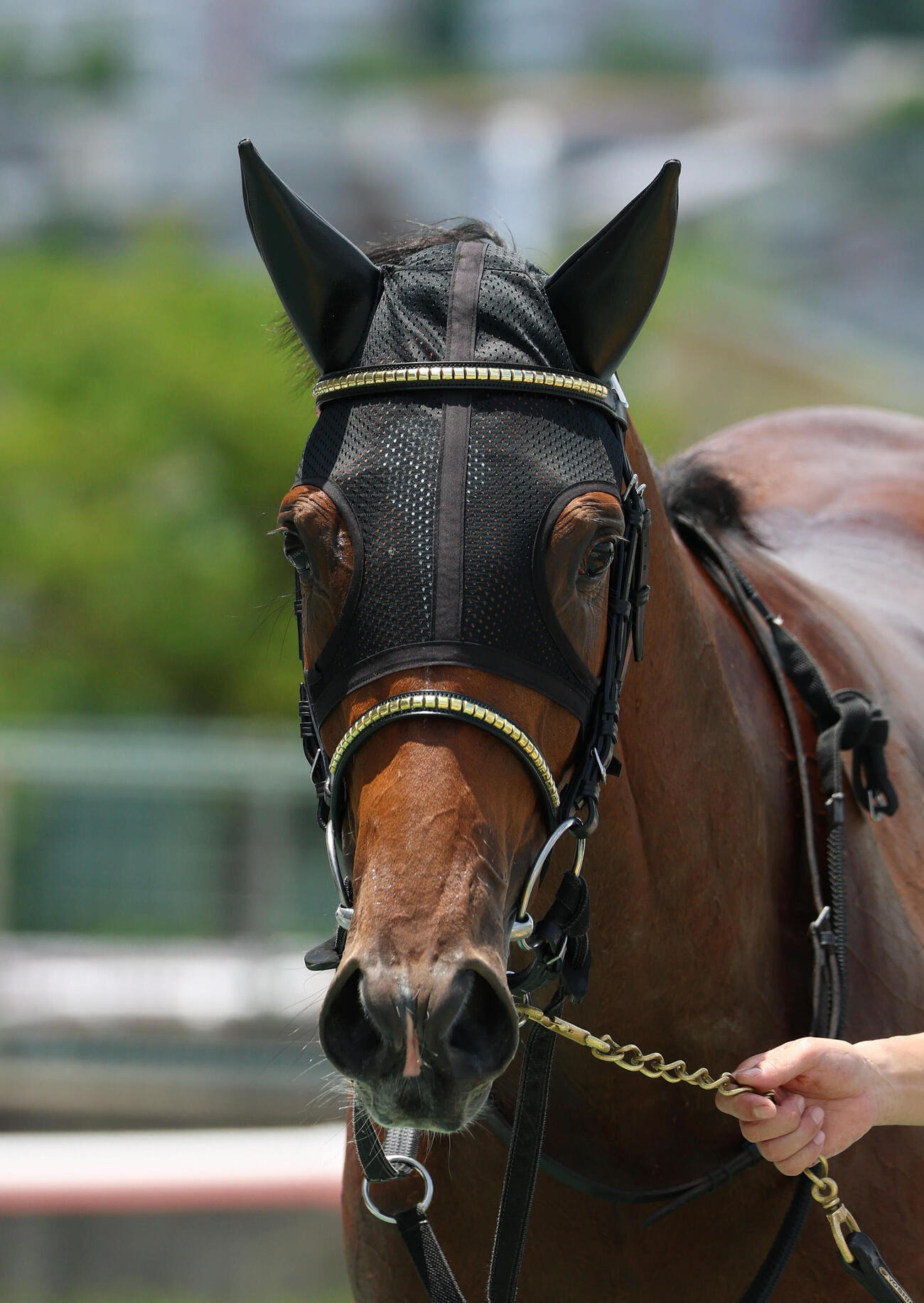 阪神5R、新馬戦を快勝したジーティーサクラ（撮影・白石智彦）