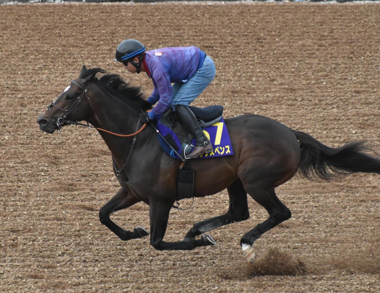 安田記念前日の土曜に美浦ウッドコースで速い時計を出したシックスペンス（撮影・久野朗）
