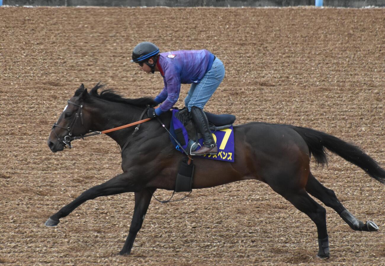 安田記念前日の土曜に美浦ウッドコースで速い時計を出したシックスペンス（撮影・久野朗）