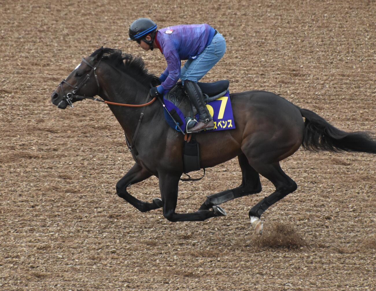 安田記念前日の土曜に美浦ウッドコースで速い時計を出したシックスペンス（撮影・久野朗）