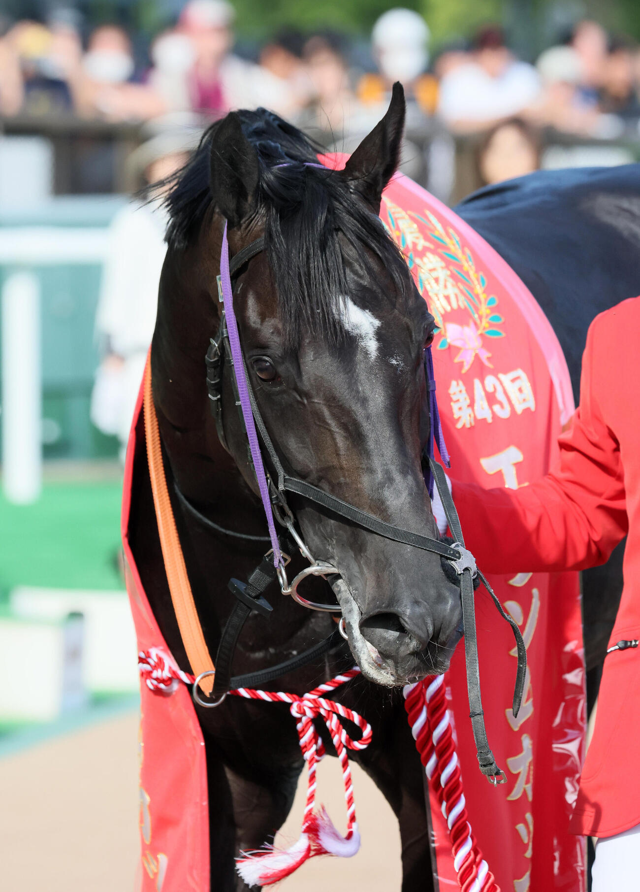 トロヴァトーレ（2026年5月撮影）