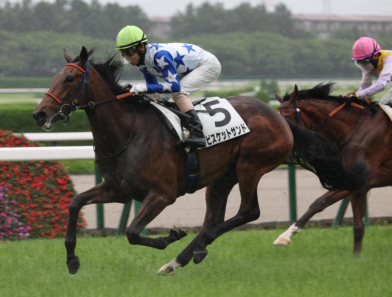 阪神5R、北村友一騎手のビスケットサンドが直線で力強く抜け出しデビュー勝ちを収めた（撮影・西尾就之）