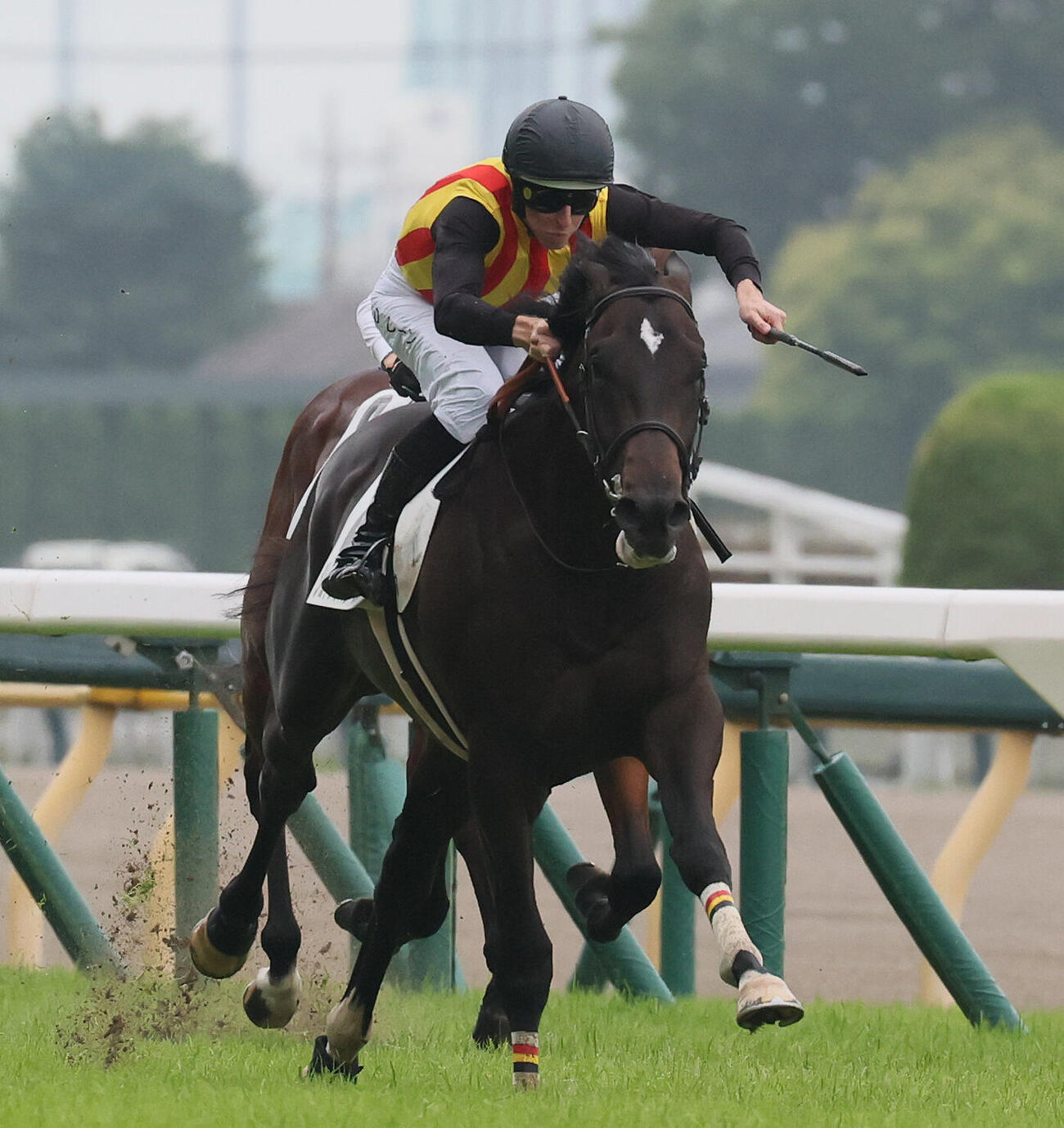 東京5R、2歳新馬戦を制したジョドレルバンクとダミアン・レーン騎手（撮影・丹羽敏通）