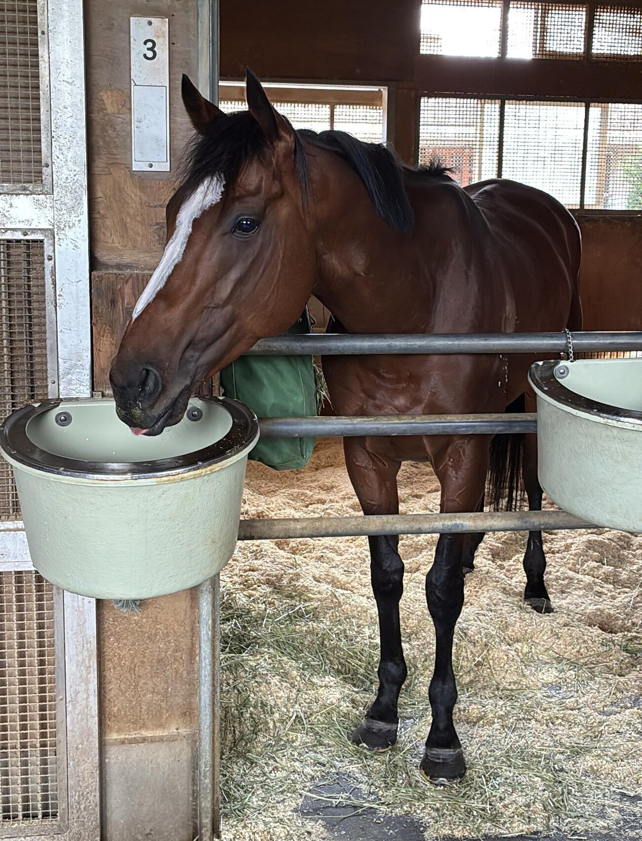 馬房で水を飲むメイショウタバル（撮影・太田尚樹）