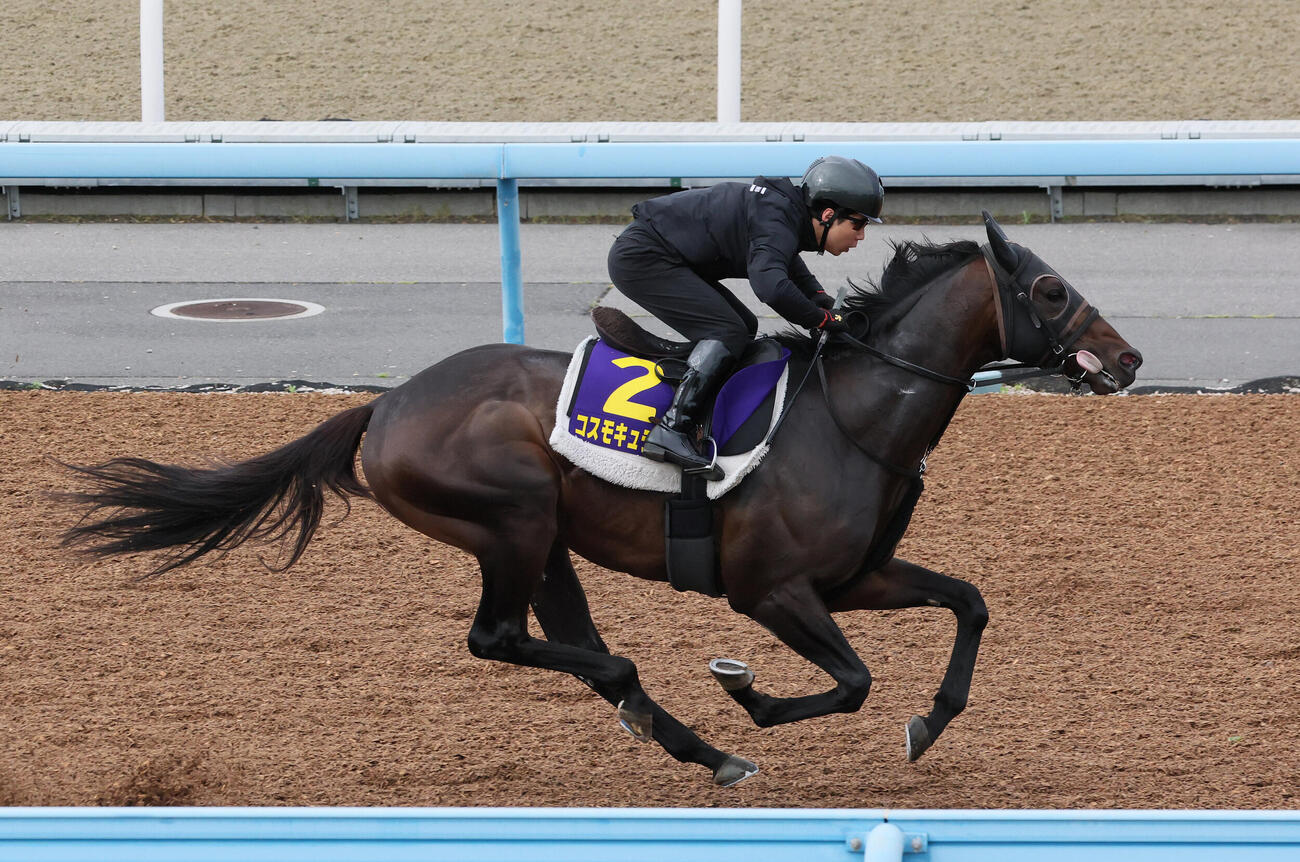4日、1週前追い切りを行ったコスモキュランダ