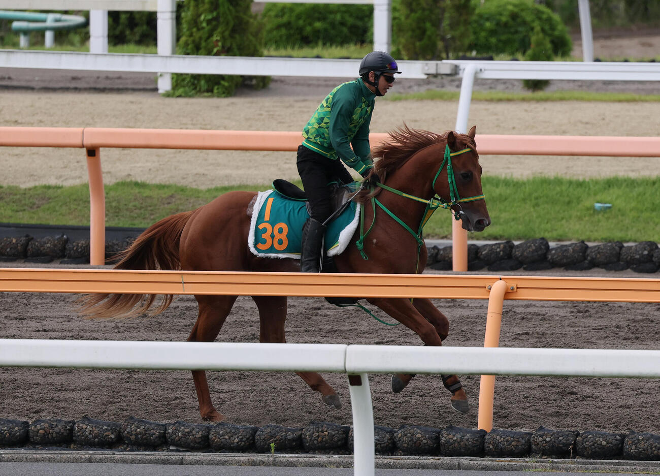 ダートコースで運動するデミアン（2026年6月4日撮影）