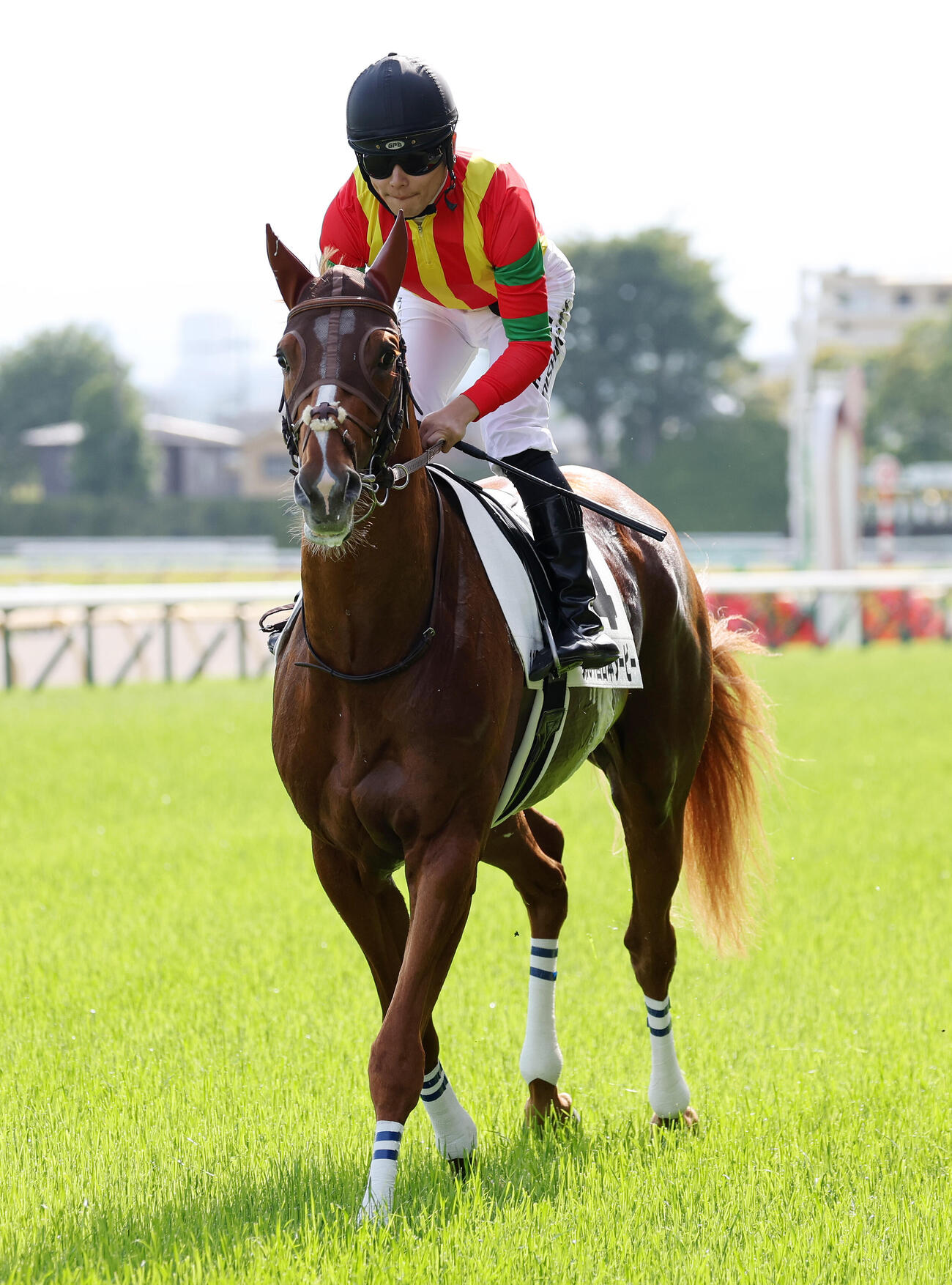 日本ダービーに出走したビザンチンドリームと西村淳也騎手（2024年5月撮影）