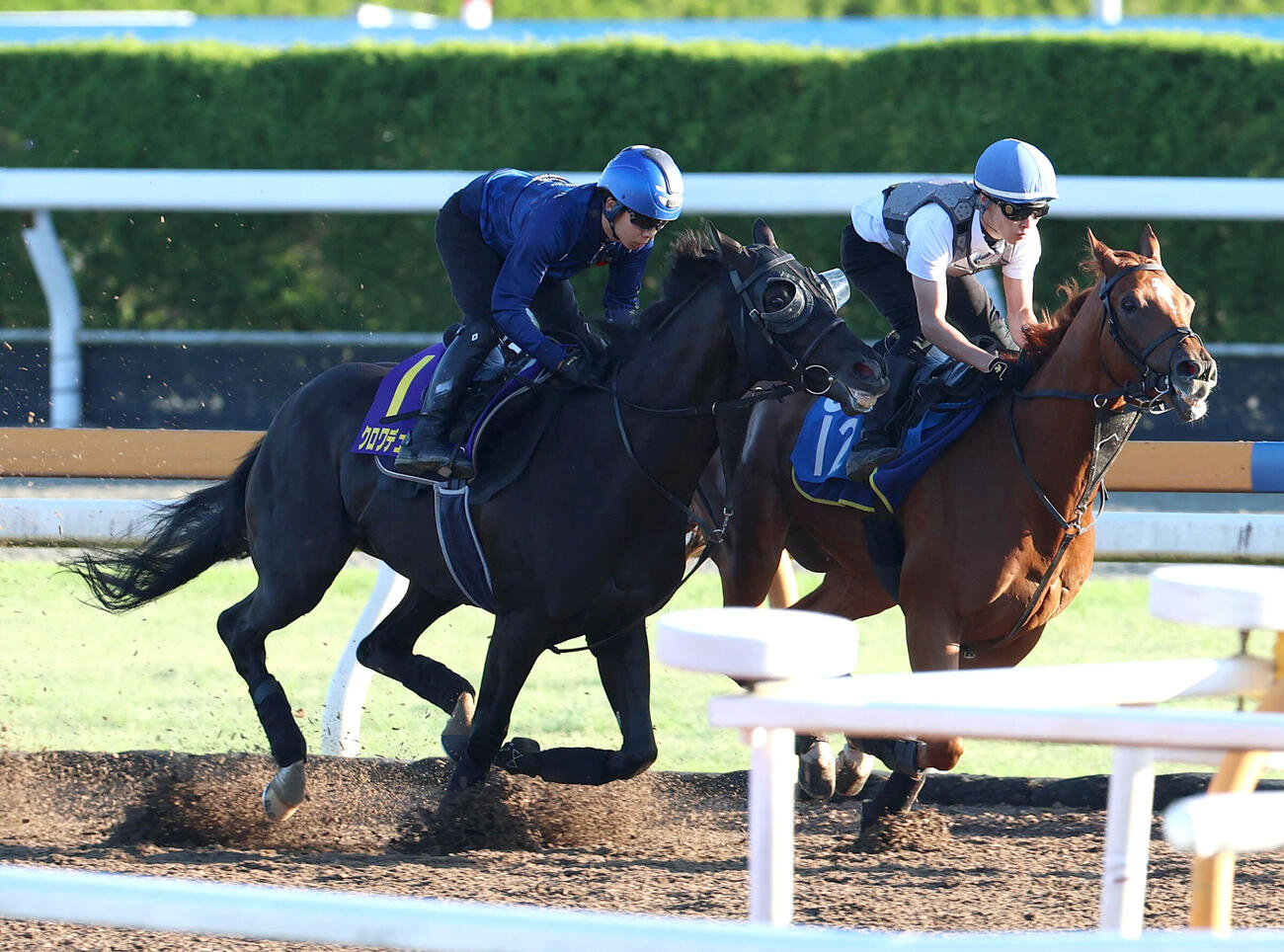 団野騎手を背にCウッドをグロリアラウス（右）と併せ馬で追い切るクロワデュノール（撮影・白石智彦）
