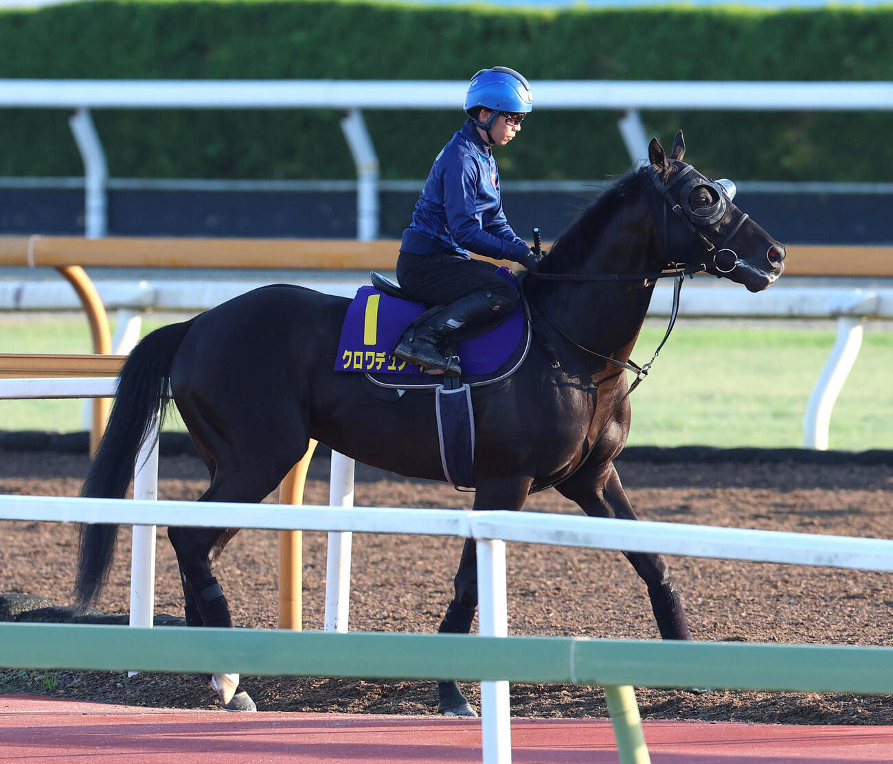団野騎手を背に馬場入りするクロワデュノール（撮影・白石智彦）