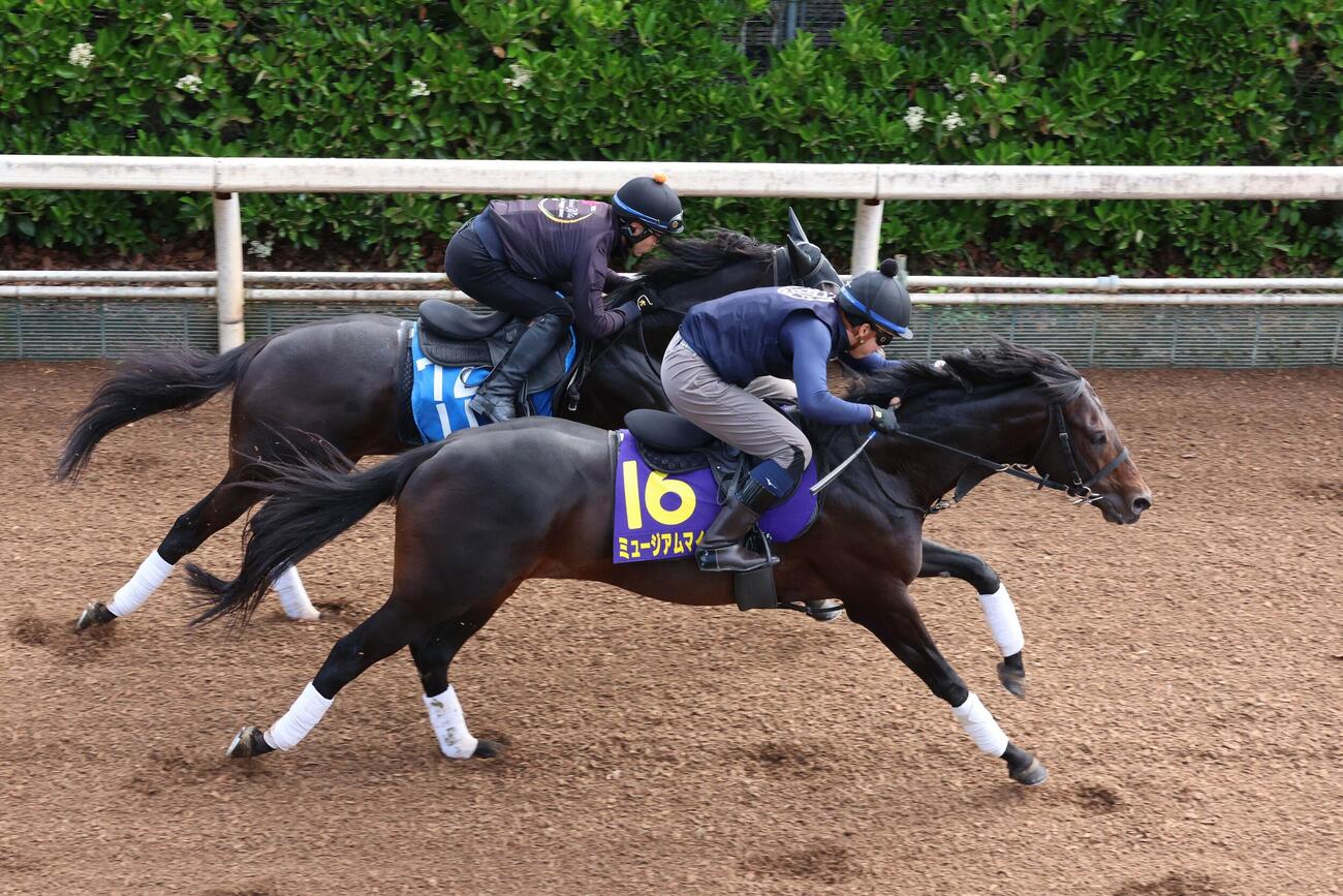 坂路で併せ馬に先着したミュージアムマイル（右）