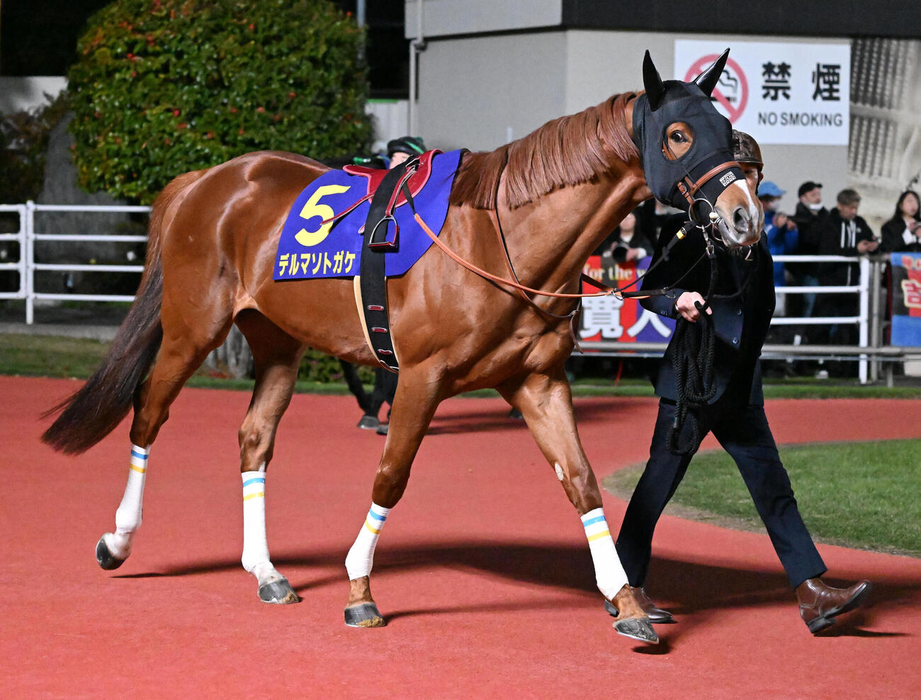 川崎記念に出走したデルマソトガケ（2026年4月8日撮影）