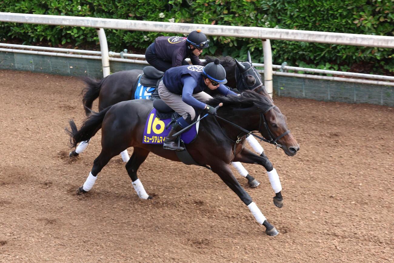 坂路で追い切るミュージアムマイル（手前）