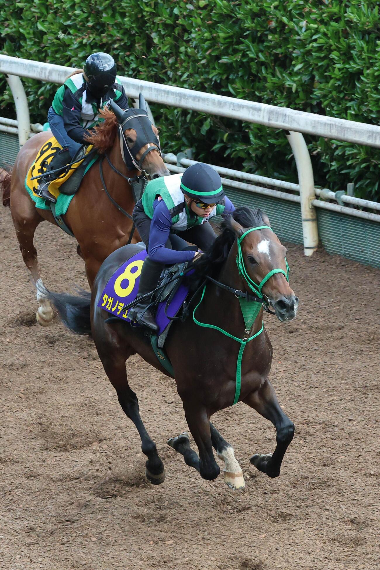 10日、坂路で併せ馬に先着するタガノデュード（右）。（左はユウェンタース）