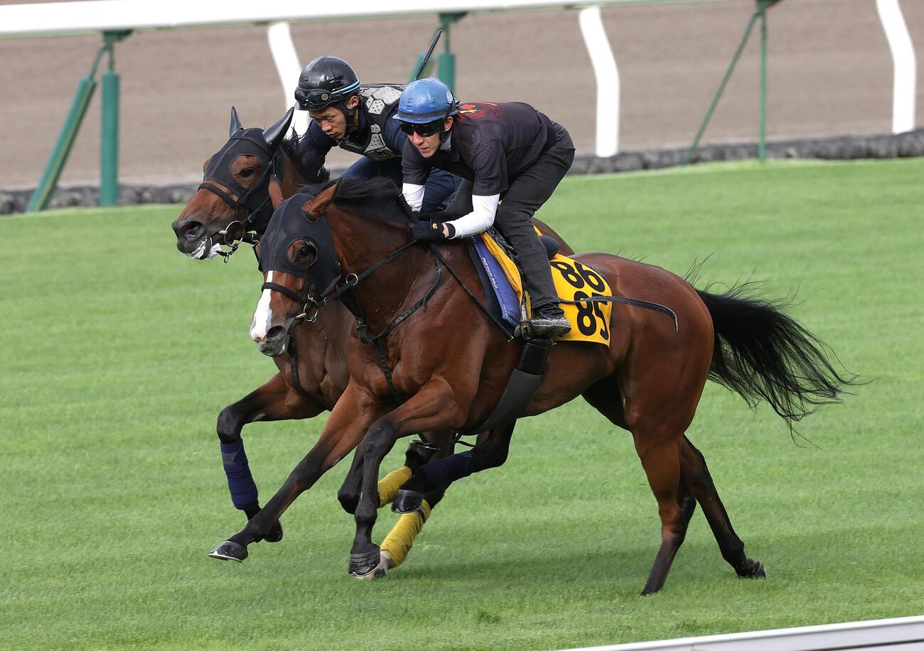丹内祐次騎手を背に、函館芝コースで併せ馬で追い切られるカルプスペルシュ