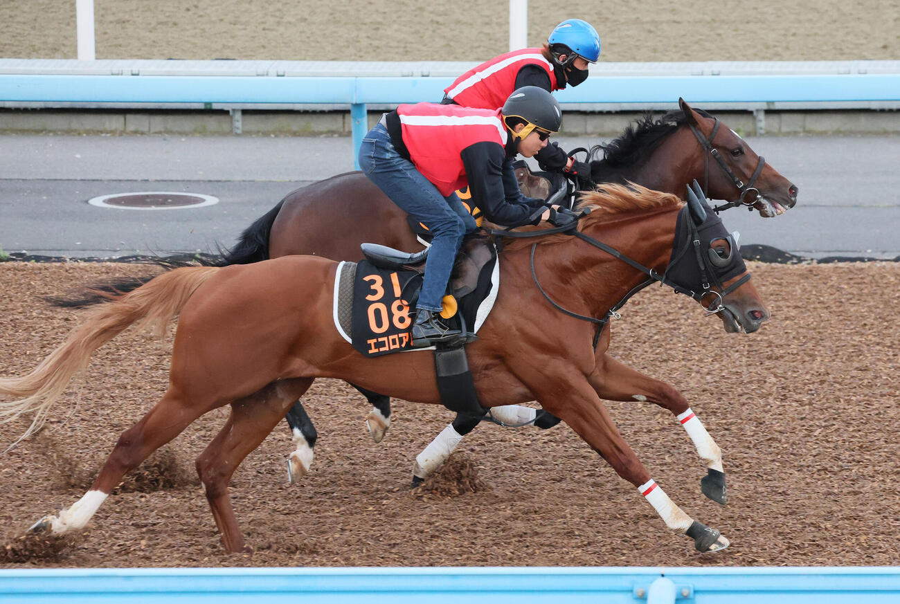 エコロアルバ（手前）は美浦ウッドを併せ馬で追い切られた（撮影・丹羽敏通）