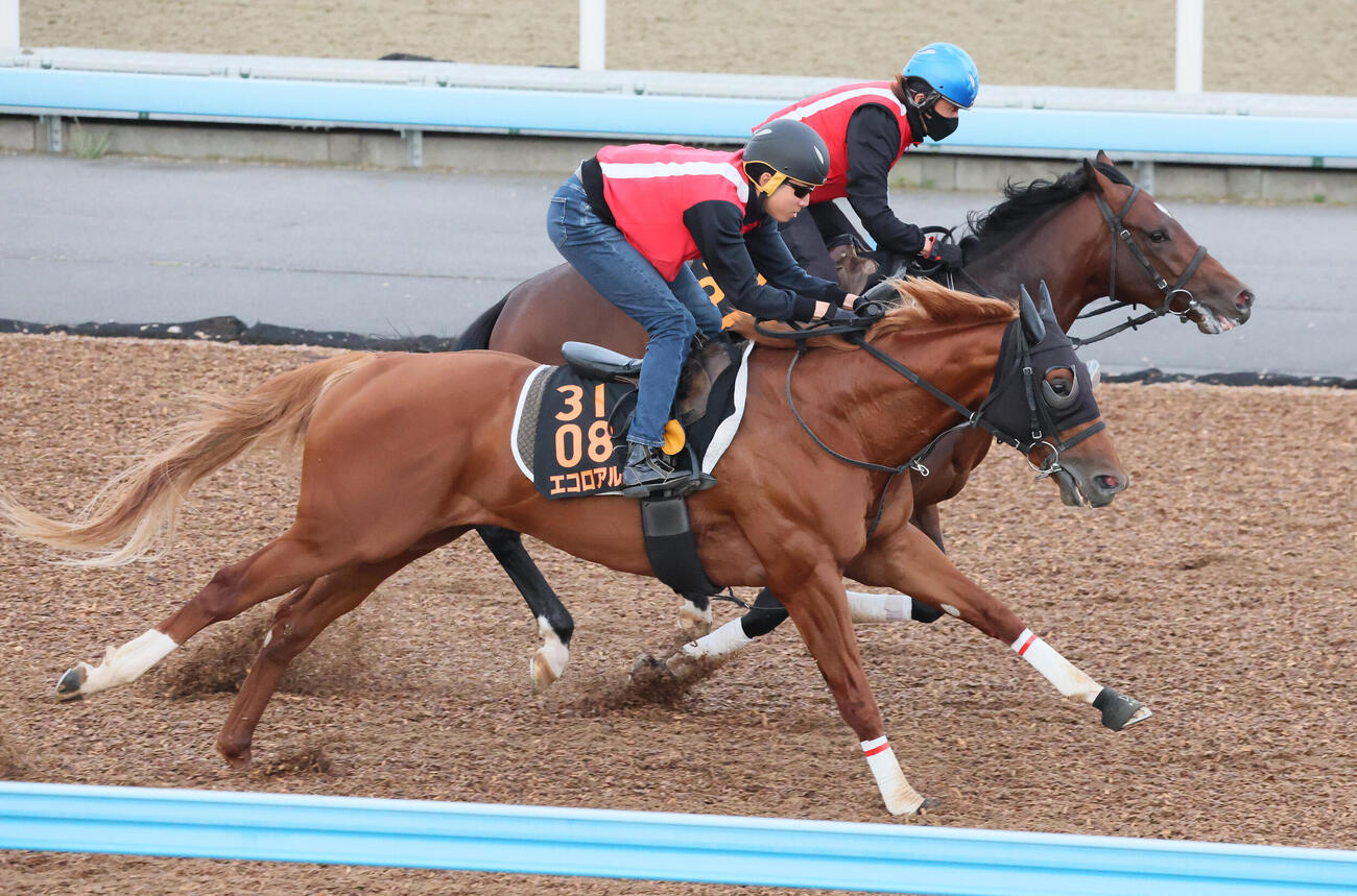 エコロアルバ（手前）は美浦ウッドを併せ馬で追い切られた（撮影・丹羽敏通）