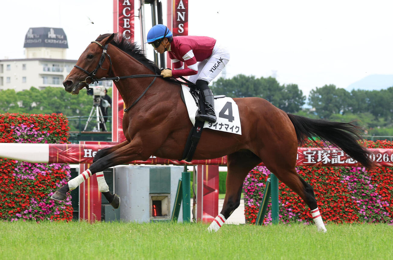 阪神5R、4着に敗れた1番人気のダイナマイク（撮影・白石智彦）