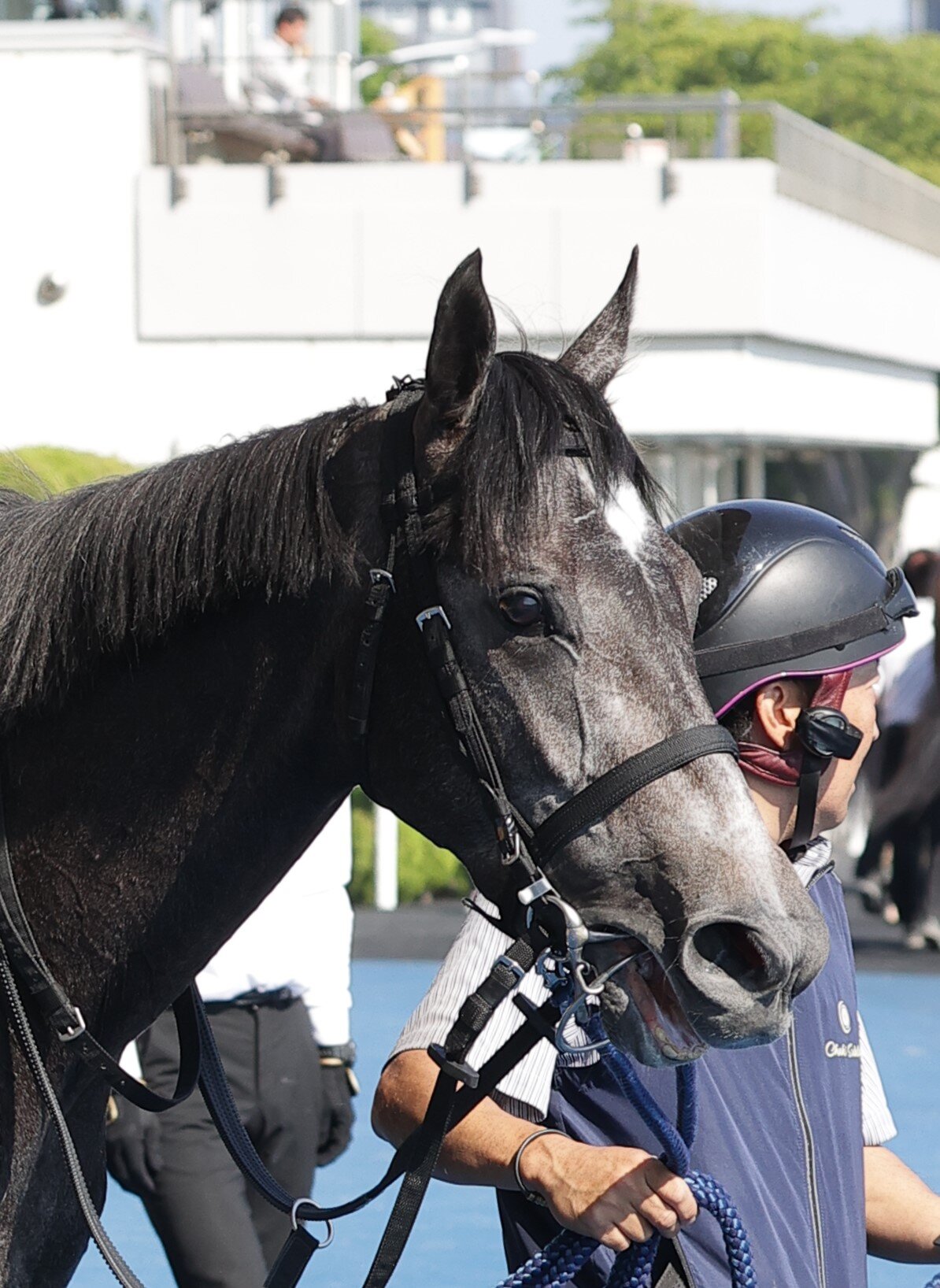 函館日刊スポーツ杯を制したマーブルパレス
