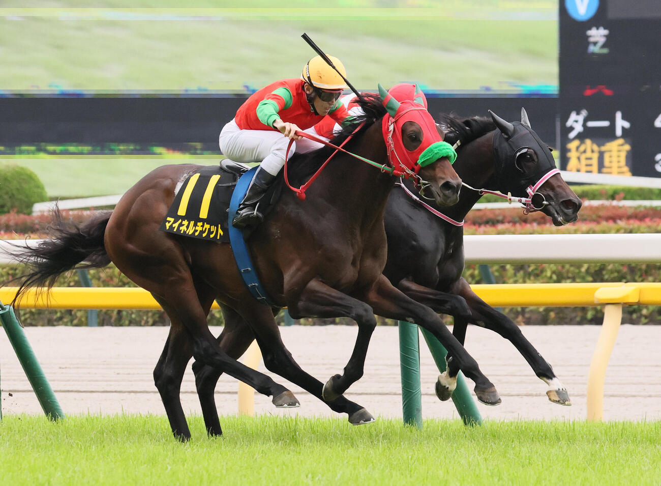 東京11R、パラダイスSを制したマイネルチケットと津村明秀騎手（手前）（撮影・丹羽敏通）