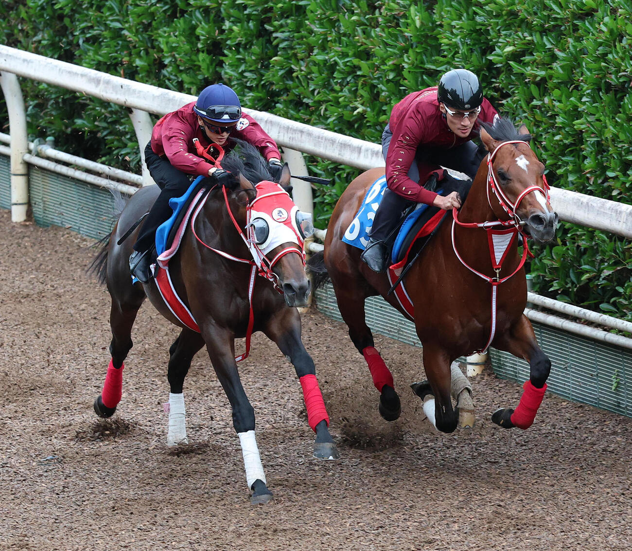 坂井瑠星騎手を背に坂路を併せ馬で追い切るジュタ（左）（撮影・白石智彦）