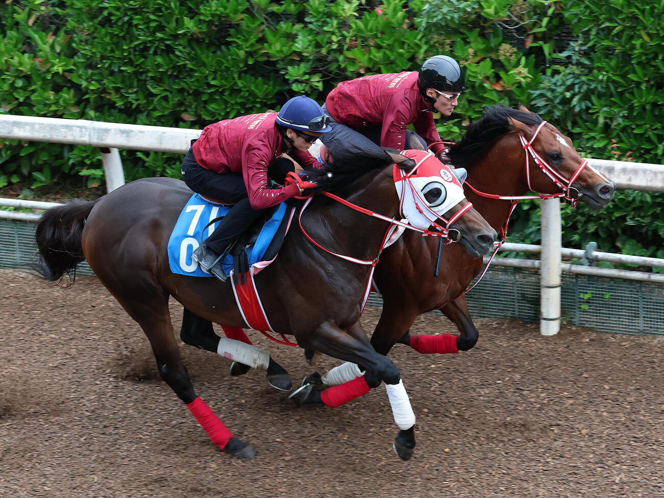 坂井瑠星騎手を背に坂路を併せ馬で追い切るジュタ（左）（撮影・白石智彦）