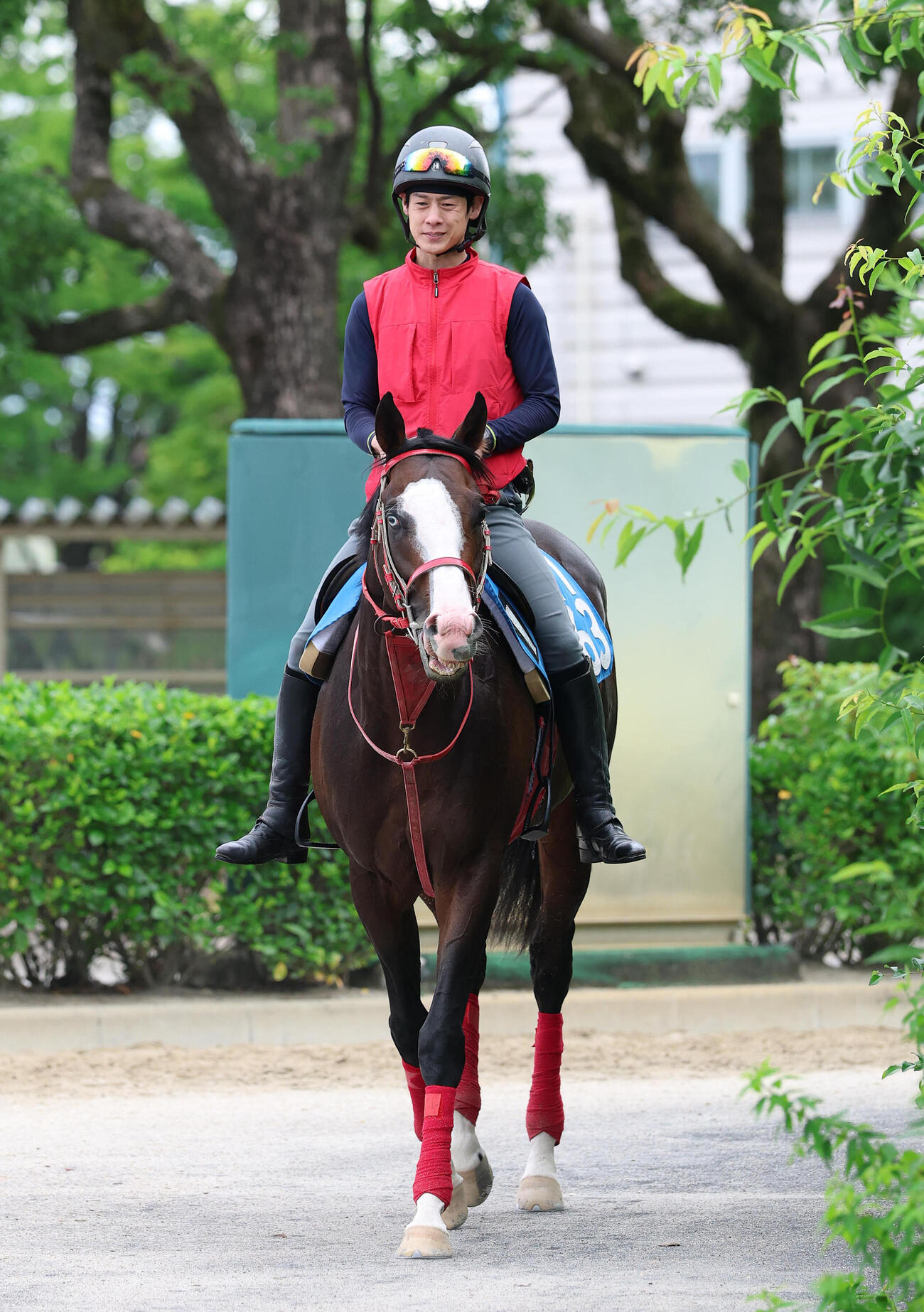 厩舎周りで運動するシンフォーエバー（撮影・白石智彦）