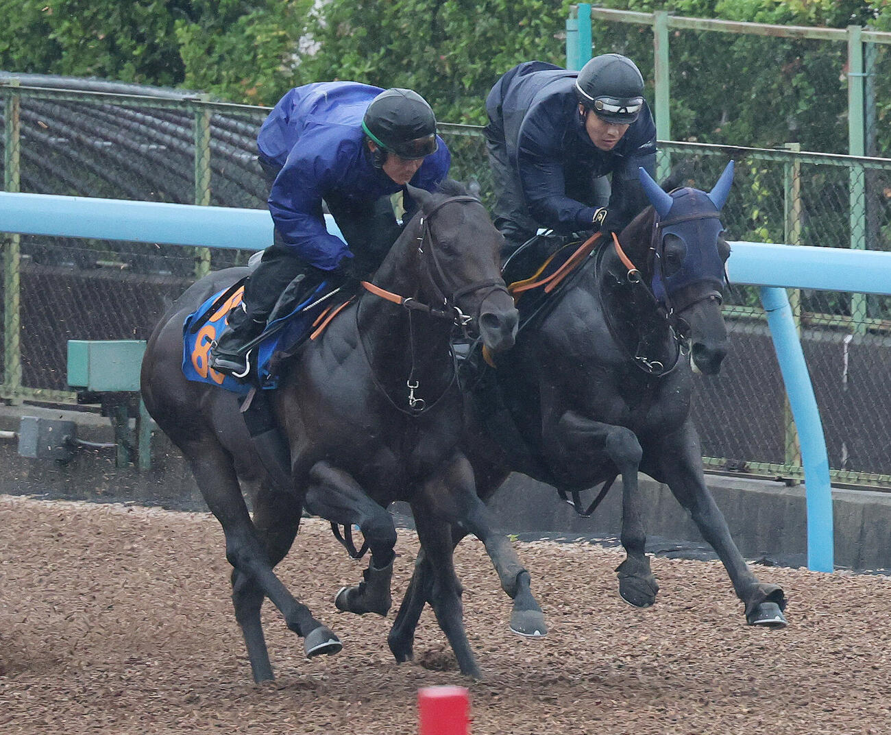 ヴァルキリーバース（右）は美浦ウッドでサトノビーツと併せて追い切られた（撮影・丹羽敏通）