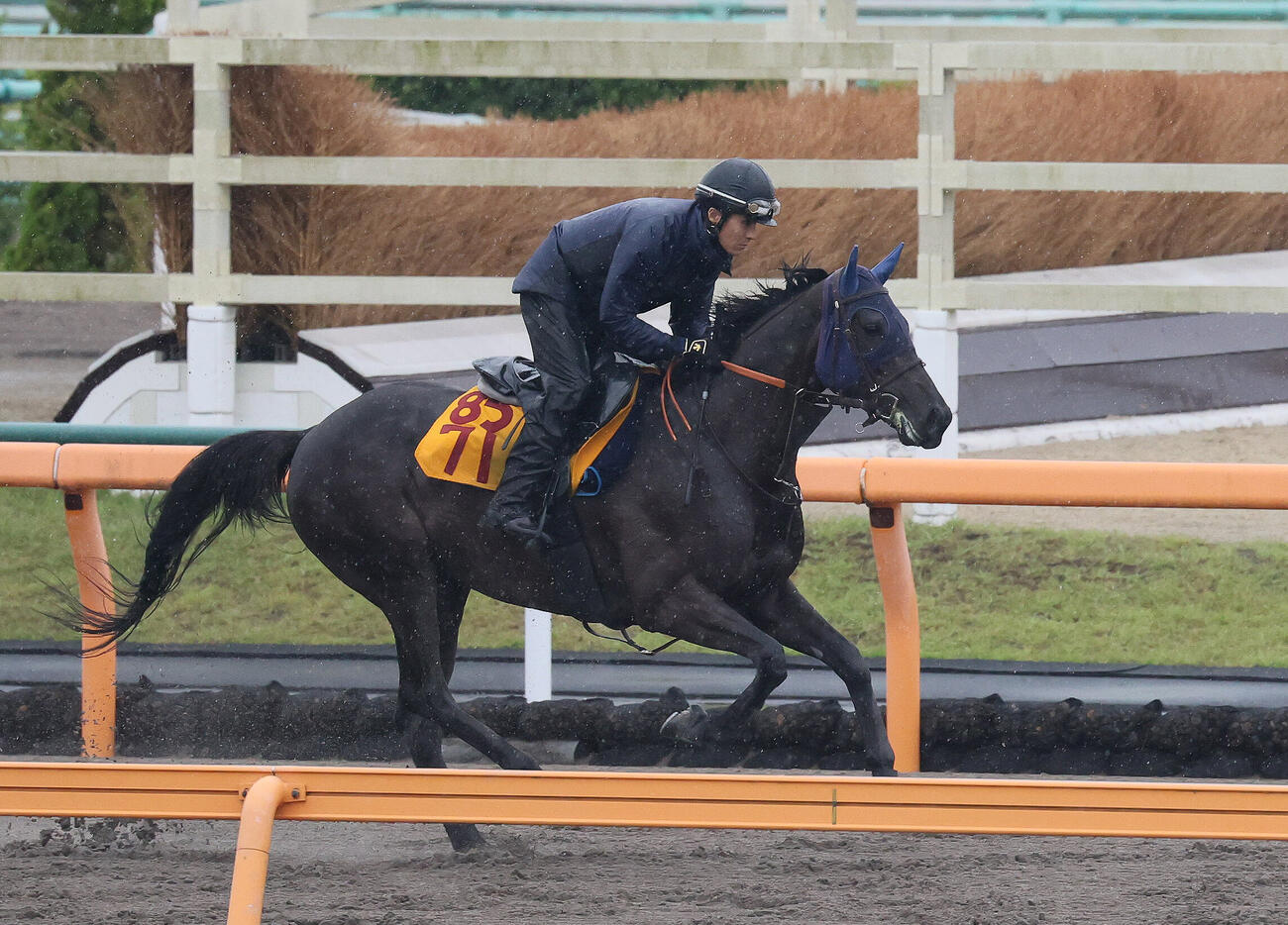 ダートコースで運動するヴァルキリーバース（撮影・丹羽敏通）
