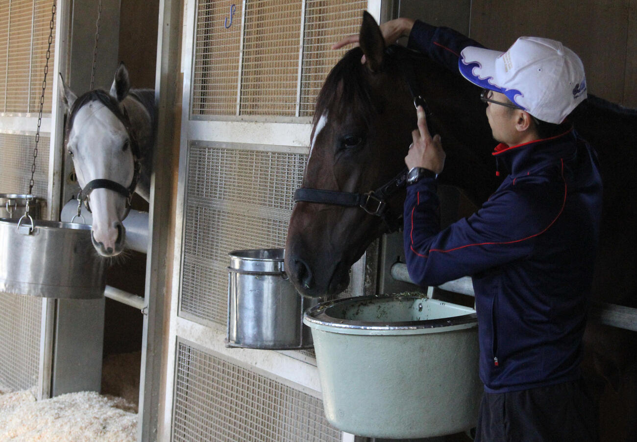 隣の馬房からジャスタウェイを見つめるゴールドシップ（2013年撮影）