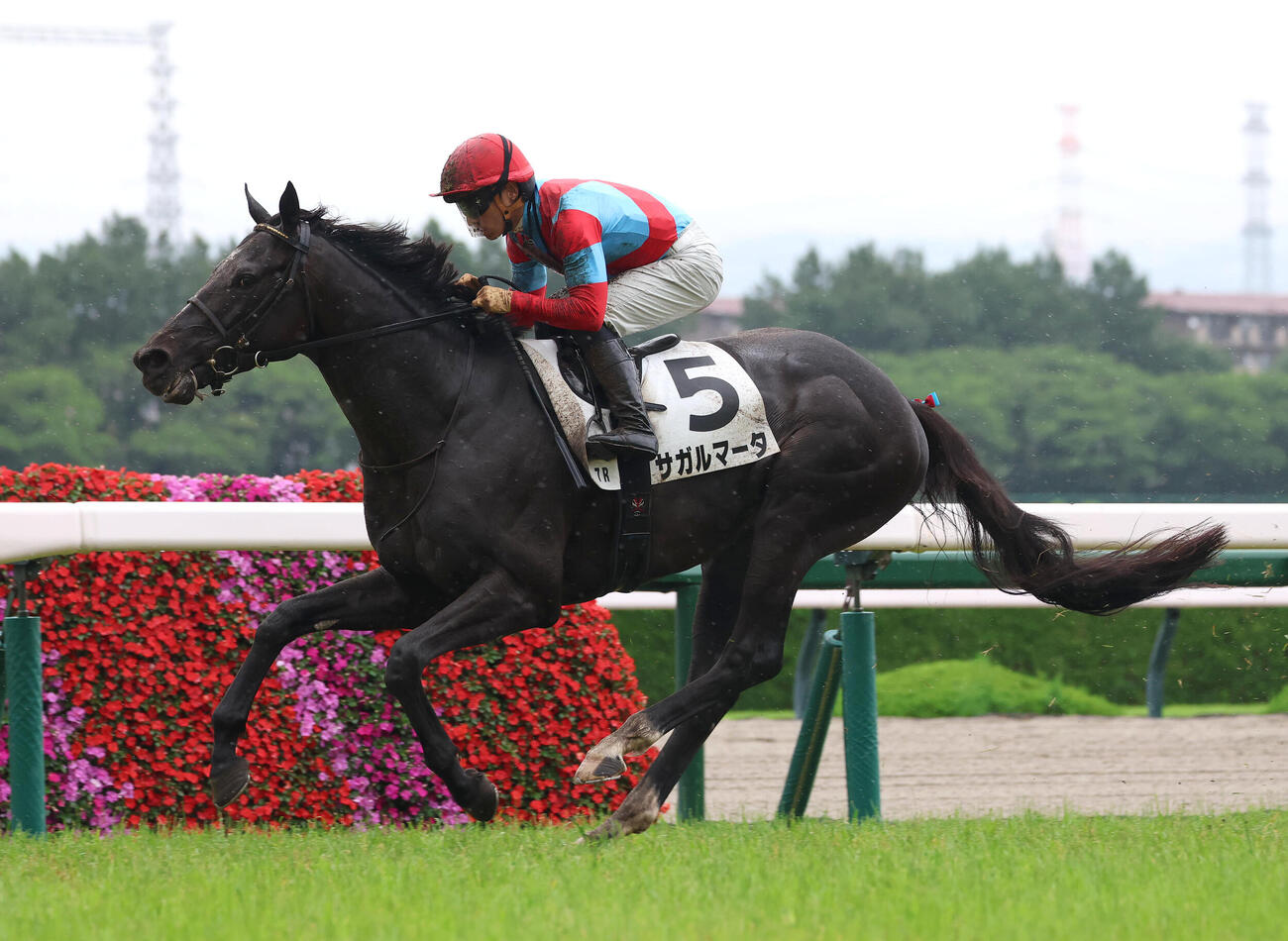 阪神7R、3歳以上1勝クラスを制したサガルマータ（撮影・白石智彦）