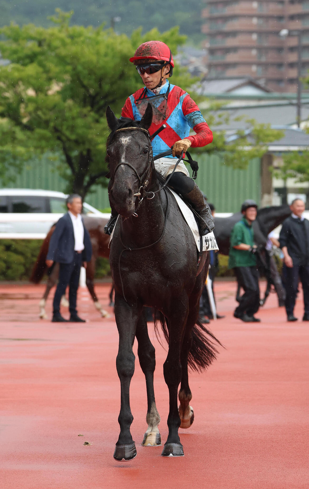 阪神7R、3歳以上1勝クラスを制したサガルマータ（撮影・白石智彦）